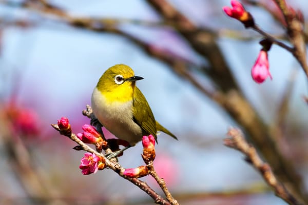 Nieuws uit Castricum: Partij voor de Dieren wil lokale politiek in